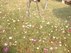 -艾溪湖湿地公园