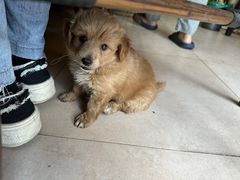 -嵊州特色小吃(萧山街店)