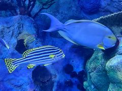 -珠海长隆海洋王国