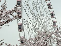 -顾村公园