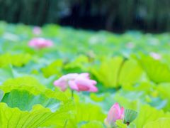 -高子水居