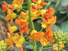 -中国天府农业博览园