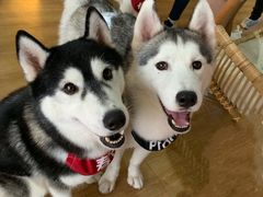 -Husky Go! 哈士奇体验馆·宠物咖啡厅狗咖