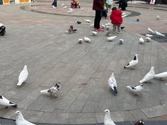 -中粮·祥云小镇