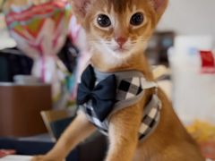 -欣宠猫屋·矮脚拿破仑·蓝金金渐层