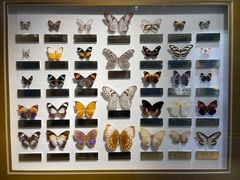 -上海昆虫博物馆