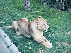 -北京野生动物园