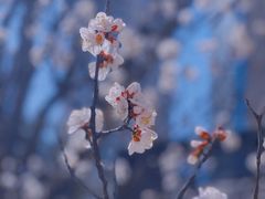 -桃花堤公园