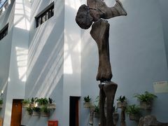 -自贡恐龙博物馆