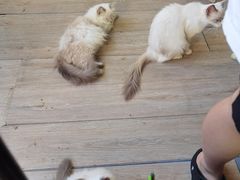 -楼上猫咖(罗湖店)