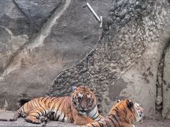 -秦皇岛野生动物园