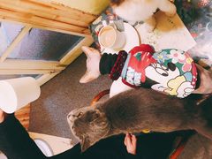 -猫色咖啡·猫咖