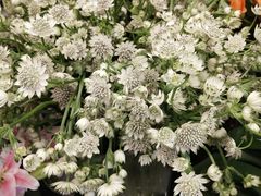 -静岸花卉园艺(三星坊店)