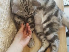 -平行世界·猫咖(首经贸店)