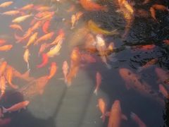 -西湖外事游船(花港观鱼码头)