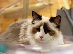 -喵屿·大理花园猫咖