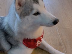 -Husky Go! 哈士奇体验馆·宠物咖啡厅狗咖