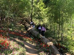 -广州市石门国家森林公园