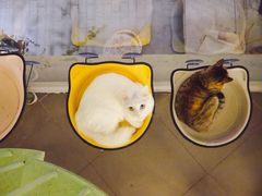 -有猫主题·治愈系猫咖(曾厝垵店)