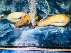 -范饭椰林川湘味海鲜·椰子鸡(三亚湾椰梦长廊店)