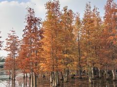 -白鹭湾湿地公园