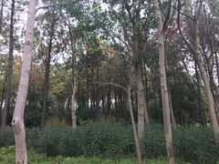 -昆山城市生态森林公园