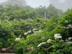 -崂山巨峰游览区