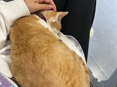 -琪喵猫屋·撸猫猫咖·猫舍