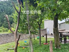 -卧龙中华大熊猫苑神树坪基地