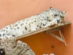 -青藏高原野生动物园