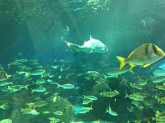 -瑞普利水族馆