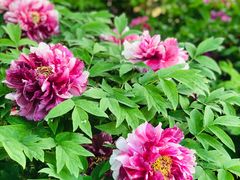 -莲花池公园