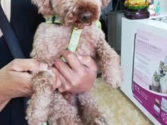 -A猫a狗全科·犬猫异宠·芥西宠物医院(南开总院)