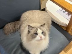 -滚猫咖啡·猫咖·猫友好撸猫(未来城店)