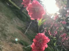 -南国桃园旅游度假区