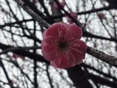 -桃花岭景区