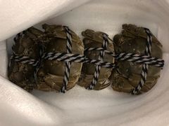 -丫丫蟹庄·苏式园林农家乐·阳澄湖大闸蟹(阳澄湖莲花岛店)