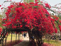 -中国科学院西双版纳热带植物园