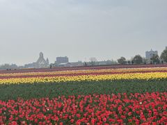 -荷兰花海
