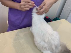 -瑞派康怡24h宠物医院·犬猫医疗中心·微创绝育(瑞景分院)
