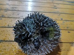 -蓝湾碧波·老字号·疍家非遗海上餐厅