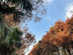 -上海海湾国家森林公园