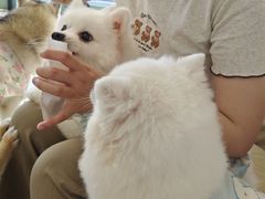 -怪兽屋·羊驼·猫咖·狗咖(俊华广场店)