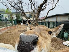 -丽泽山庄·生态怀柔菜·虹鳟鱼(红螺寺店)