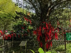 -祁门牯牛降观音堂风景区