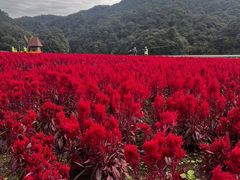 -广州市石门国家森林公园