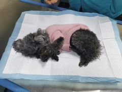 -喜多萌中农锦绣动物医院24H·猫科·牙科MRI·CT