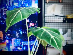 -花鸟鱼虫鲜花绿植市场(玉泉路店)