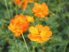 -花溪公园