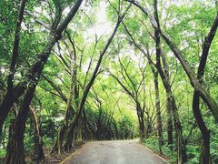 -番禺大夫山森林公园
